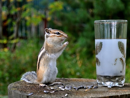 Chipmunk and a glassの写真素材