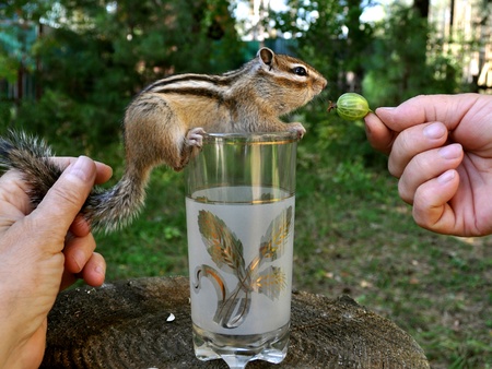 Playing with a chipmunk sitting on a glassの写真素材
