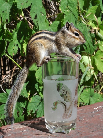 Chipmunk sitting on a glassの写真素材