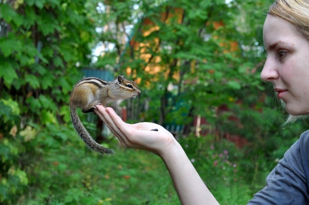 Chipmunk on  handsの写真素材