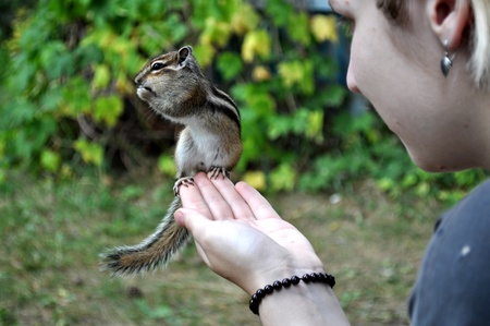 Chipmunk on  handsの写真素材