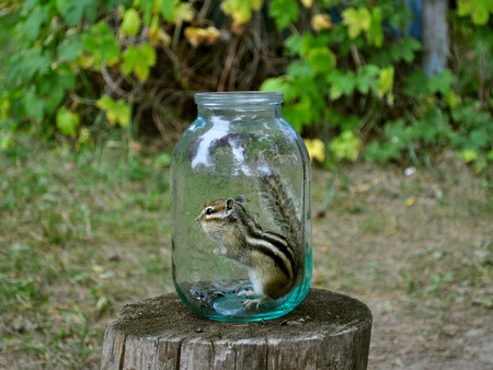Chipmunk in the woods on a stump in a glass jarの写真素材