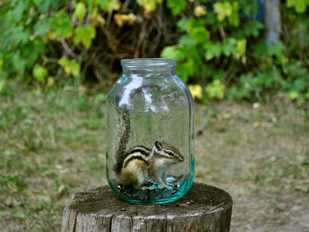 Chipmunk in the woods on a stump in a glass jarの写真素材