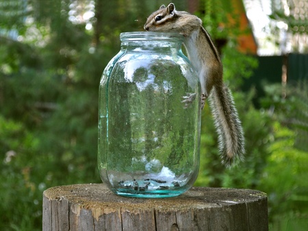 Chipmunk in the woods on a stump in a glass jarの写真素材