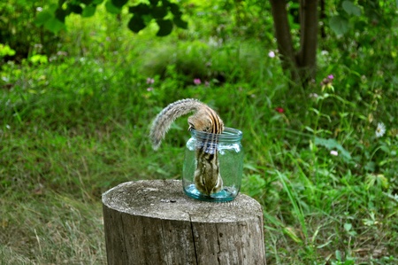 Chipmunk gets food from glass jarsの写真素材