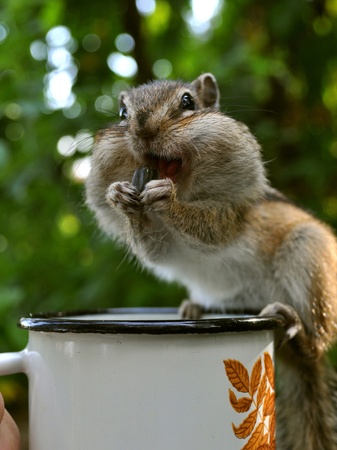 Smiling chipmunk on the mugの写真素材
