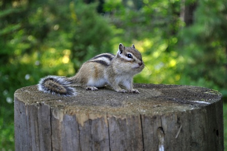 Chipmunk on a stumpの写真素材