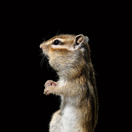 Portrait of a chipmunk with a surprised lookの写真素材