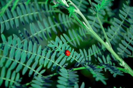 Ladybug on tree background green blurの写真素材