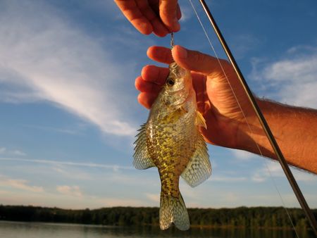 Fish caught and being releasedの写真素材