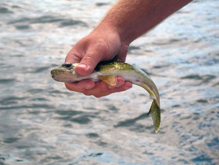 Fish caught and being released