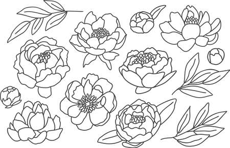 Vector set of peonies. Hand drawn bundleのイラスト素材