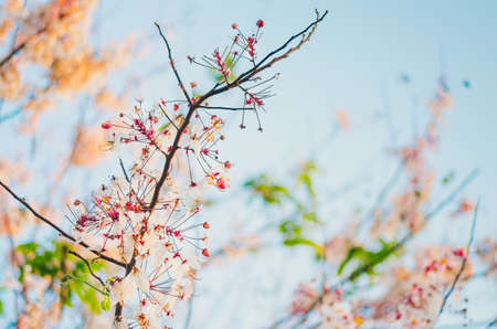 Pink Branchの写真素材