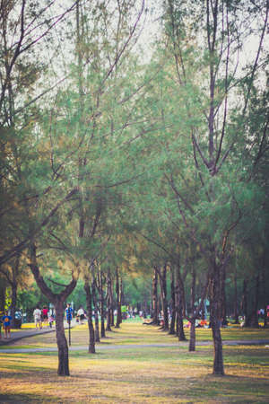 Walk in tree wayの写真素材