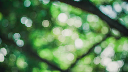 Tree Bokehの写真素材