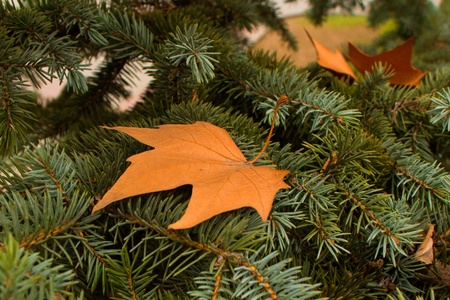 Coming into leaf, yellow leaf on the fir