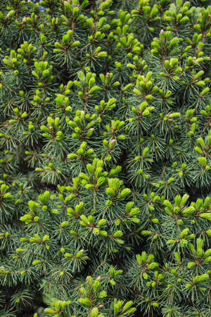 Green fir Picea glauca Conica Backgroundの写真素材