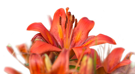 Red tiger lily Bouquet Outdoors isolated on whiteの写真素材