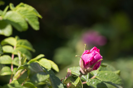 Red bright pink Wild Rose Flower Hip spring Blossomの写真素材