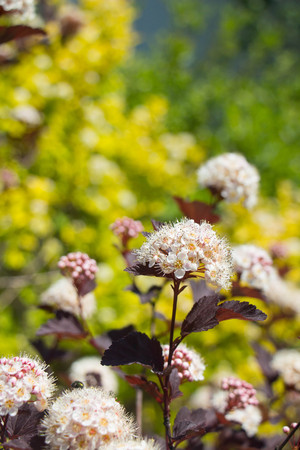Summer Blooming Wine Ninebark (Physocarpus opulifolius)の写真素材