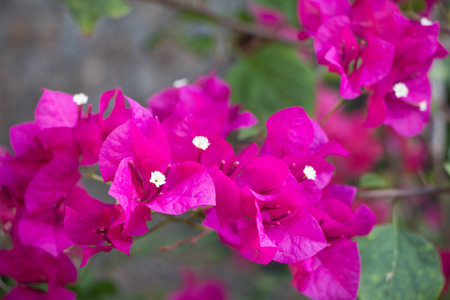 Pink Bougainvillea Flower blossom in Asia (Thailand)の写真素材