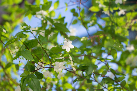 White tropical asian flower Wrightia Religiosa Benthの写真素材