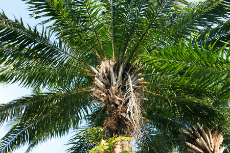 Palm Elaeis guineensis Arecaceae in Asia.の写真素材