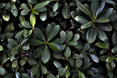 Liana in tropical rain forest. Spring forestの写真素材