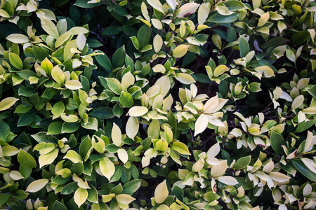 Liana in Thailand Asia with round leaves