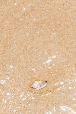 White shells and coral in the sand on the seashoreの写真素材