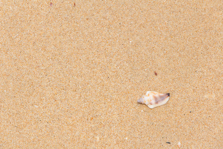 White shells and coral in the sand on the seashoreの写真素材