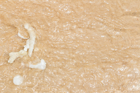 White shells and coral in the sand on the seashoreの写真素材