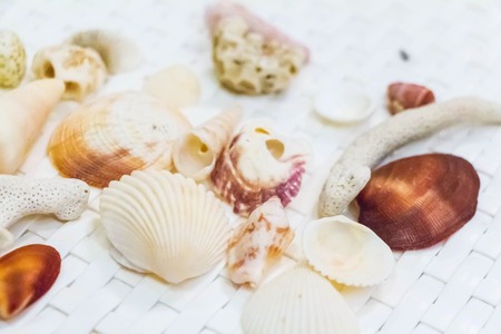 Seashell and coral collection on white backgroundの写真素材