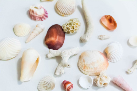 Seashell and coral collection on white backgroundの写真素材