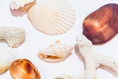 Seashell and coral collection on white backgroundの写真素材
