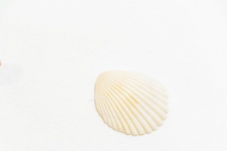 Seashell and coral collection on white background