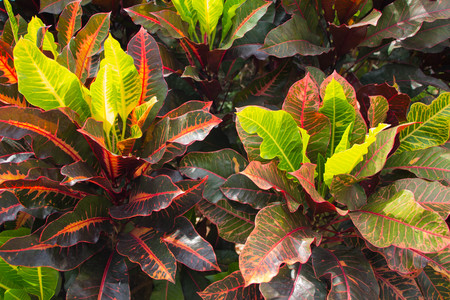 Close up colorful of Garden Yellow and red Croton