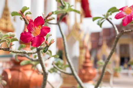 Adenium flower branch with Buddhist temple architectureの写真素材