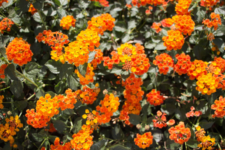 Closeup to Lantana Camara Flowers with Leafsの写真素材