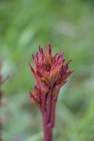 Young peony shoots in early spring. Red stems with leaf budsの写真素材