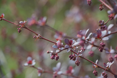 Berberis thunbergii Red Carpet ornamental perennial foliageの写真素材