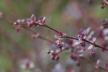 Berberis thunbergii Red Carpet ornamental perennial foliageの写真素材