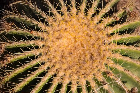 Round Cactus, see Mammillaria, Melocactus, and Opuntiaの写真素材