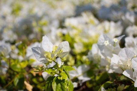 Beautiful white bougainvillea flower background. White flower wall.の写真素材