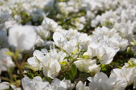 Beautiful white bougainvillea flower background. White flower wall.の写真素材