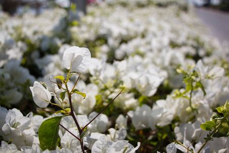 Beautiful white bougainvillea flower background. White flower wall.の写真素材
