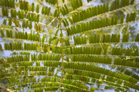 Acacia Pennata or Climbing Wattle leaves in Thailand garden.の写真素材