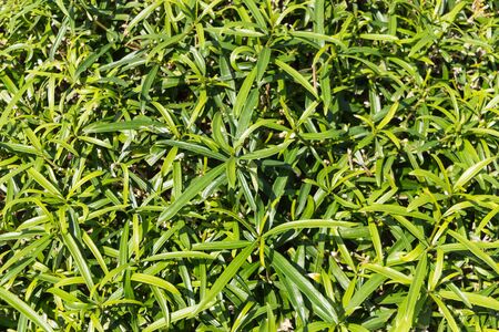 Oleander Leaf, Nerium Oleander Leaf with rain droplet in gardenの写真素材