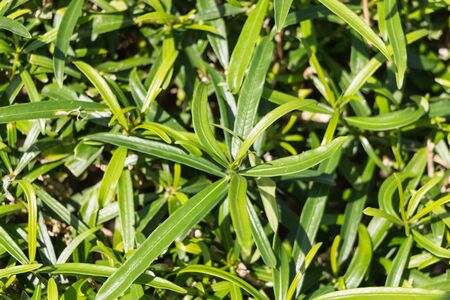 Oleander Leaf, Nerium Oleander Leaf with rain droplet in gardenの写真素材