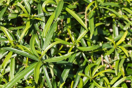 Oleander Leaf, Nerium Oleander Leaf with rain droplet in gardenの写真素材